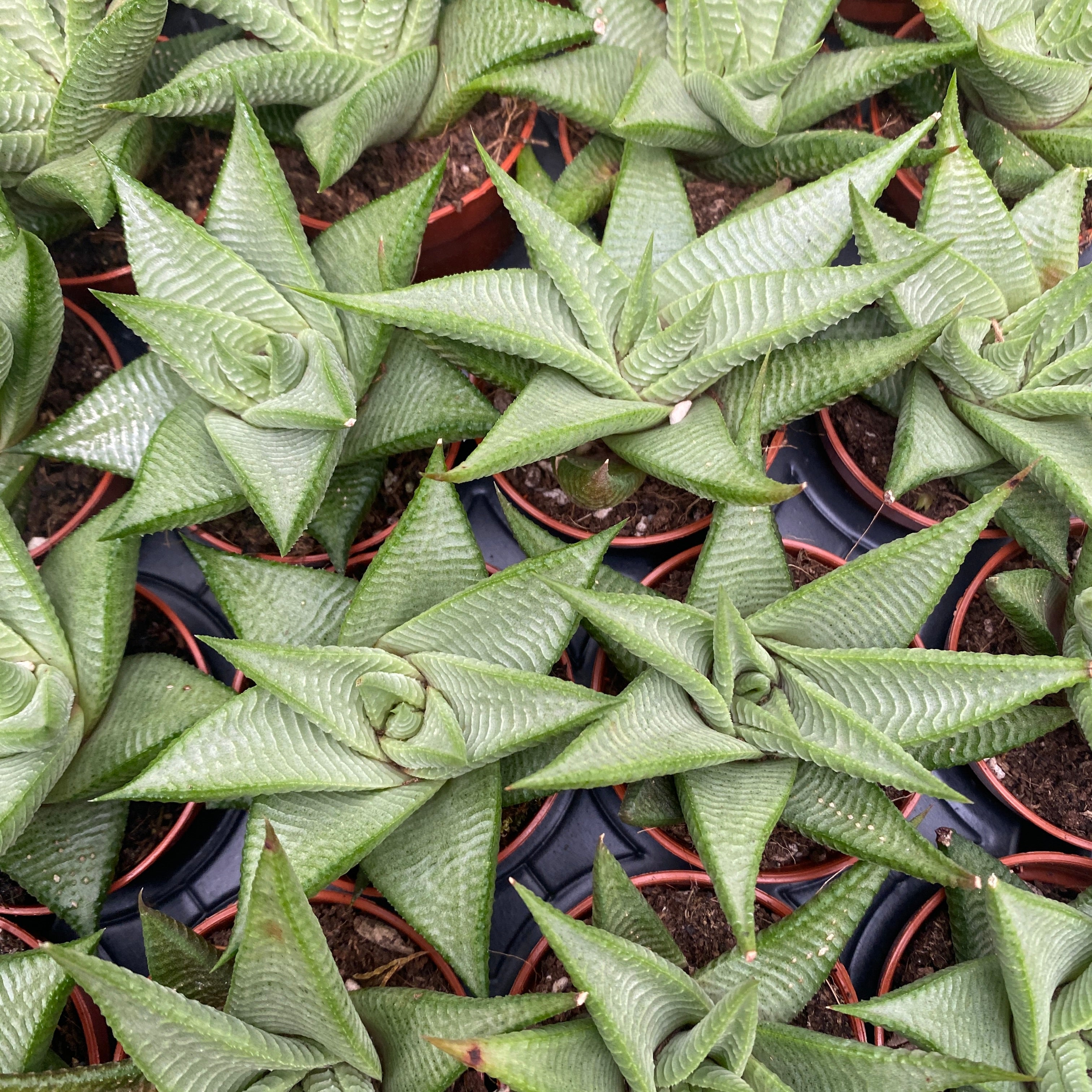 Haworthia limifolia twist