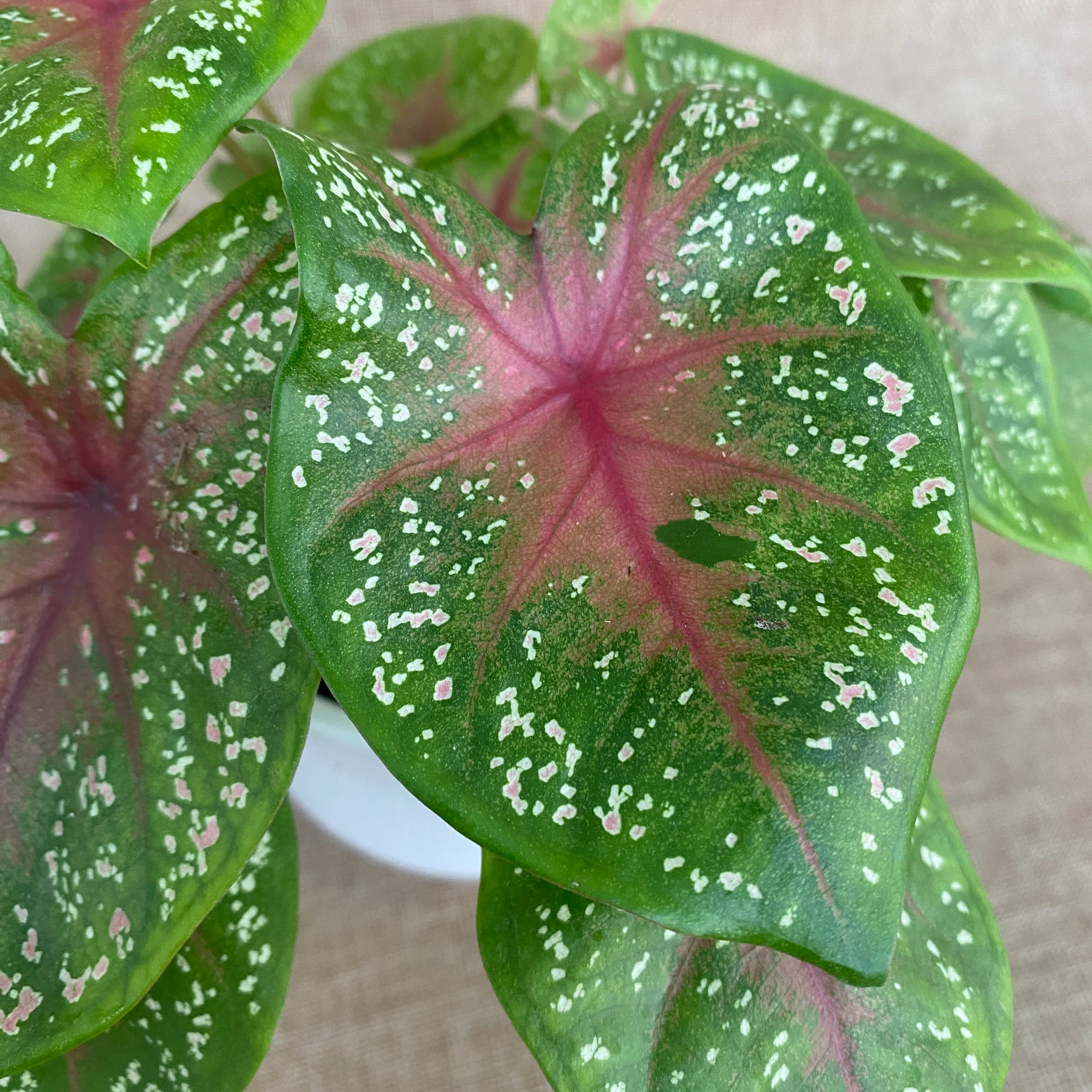 Caladium 'Bleeding Heart’