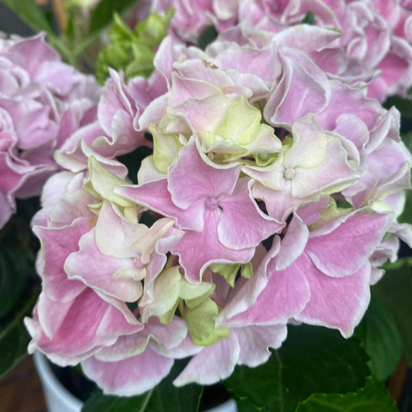 Hortensie Hydrangea double color