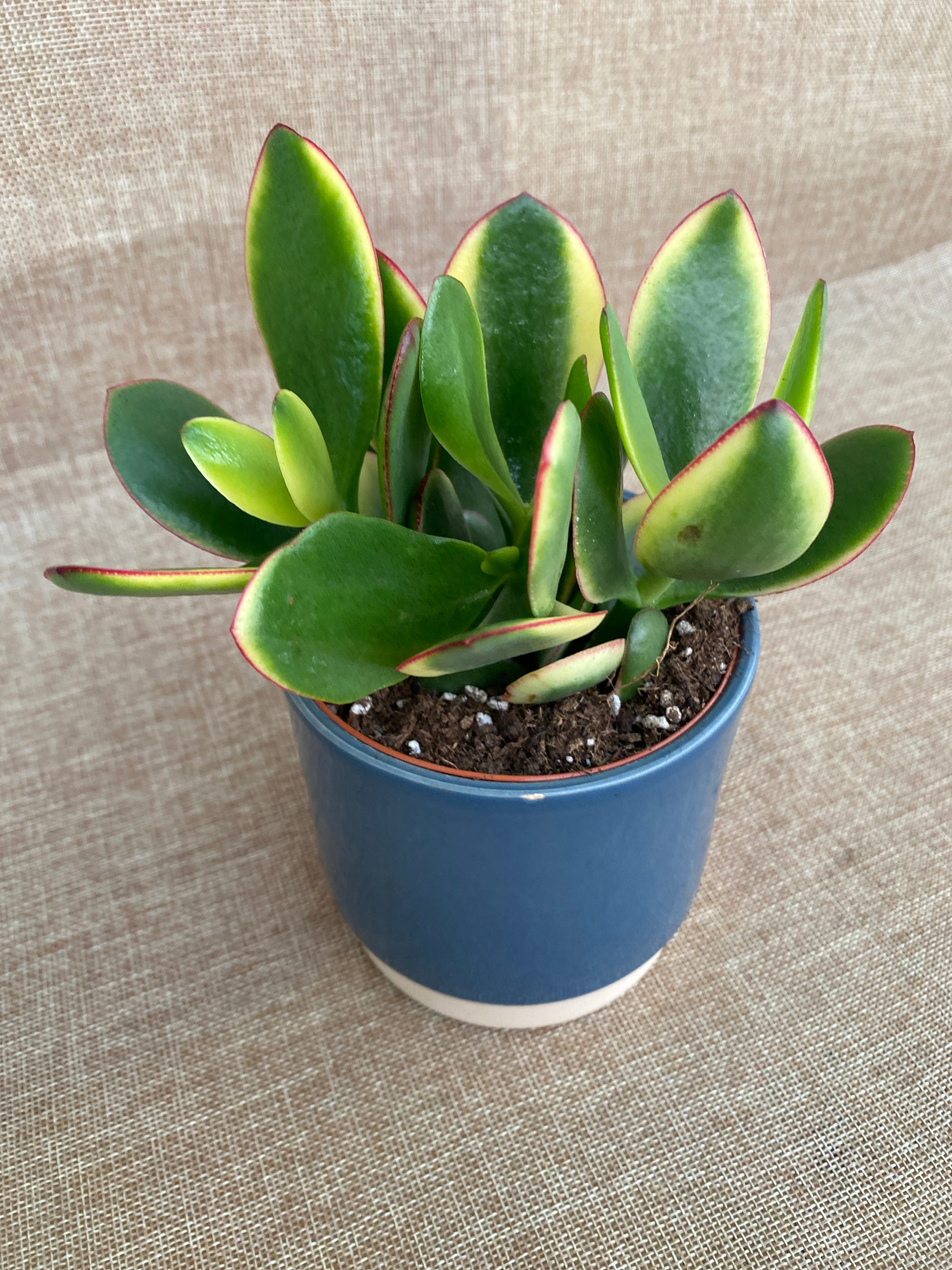 Crassula ovata 'Variegata' (Variegated Jade Plant)