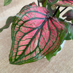 Caladium 'Lucia Pink’