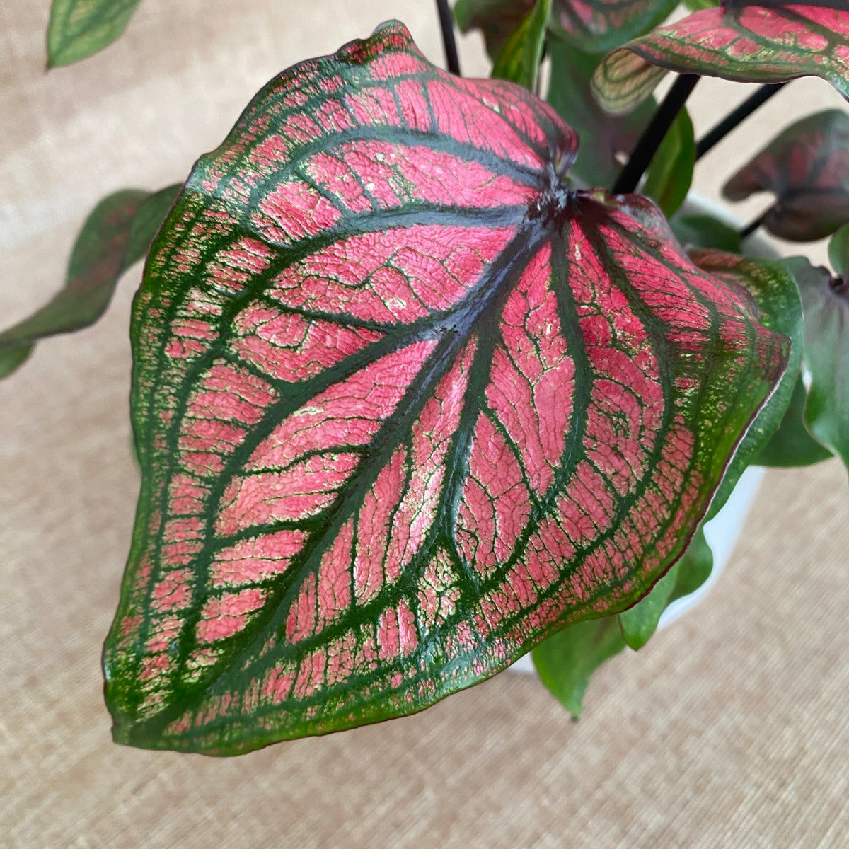 Caladium Roxo Caladium 'Lucia Pink’ – Secret Garden Plant Shop