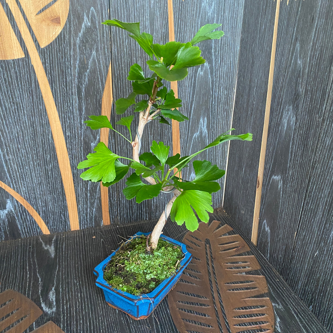 Bonsai Ginkgo Biloba