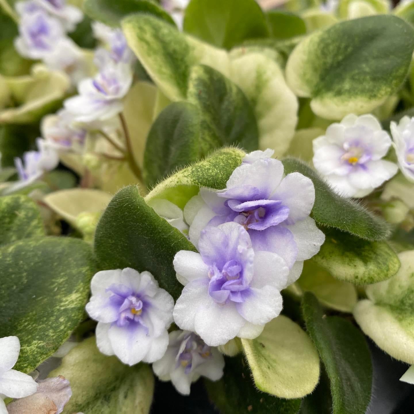 Saintpaulia Golden Gate - flori duble, frunze variegate