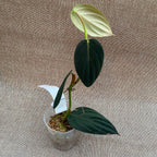 Philodendron gigas (Taiwan)
