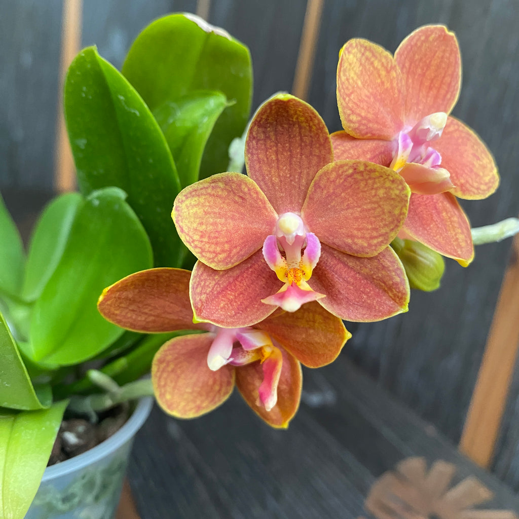 Phalaenopsis KS Pride Golden Diamond * pachnąca