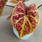 Caladium 'Elaine'