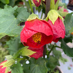 Abutilon 'Red' (Floarea artar rosie)