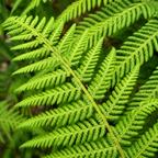 Cyathea cooperi (Australian Tree Fern) - Feriga arborescenta exotica