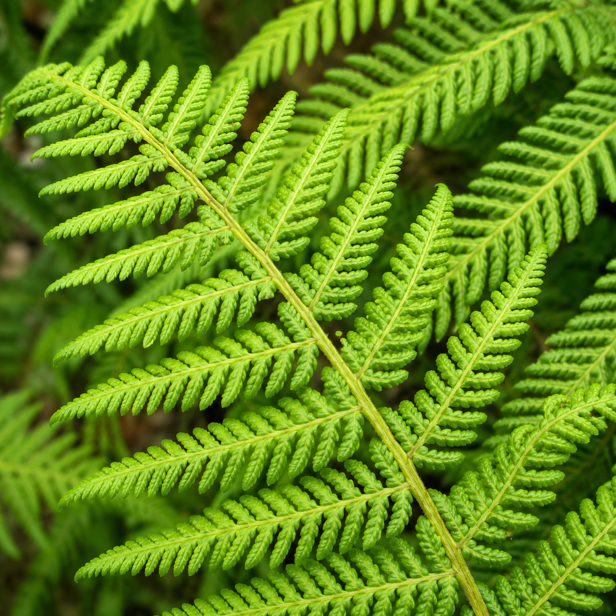 Cyathea cooperi (Australian Tree Fern) - Feriga arborescenta exotica