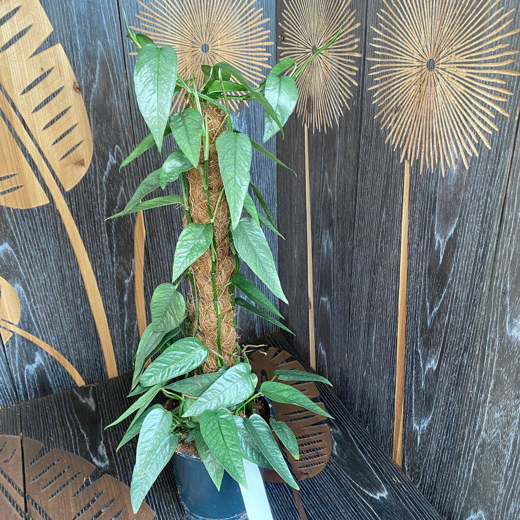 Epipremnum pinnatum ‘Cebu Blue' (hopeansinivihreät lehdet) +5 kasvia/ruukku