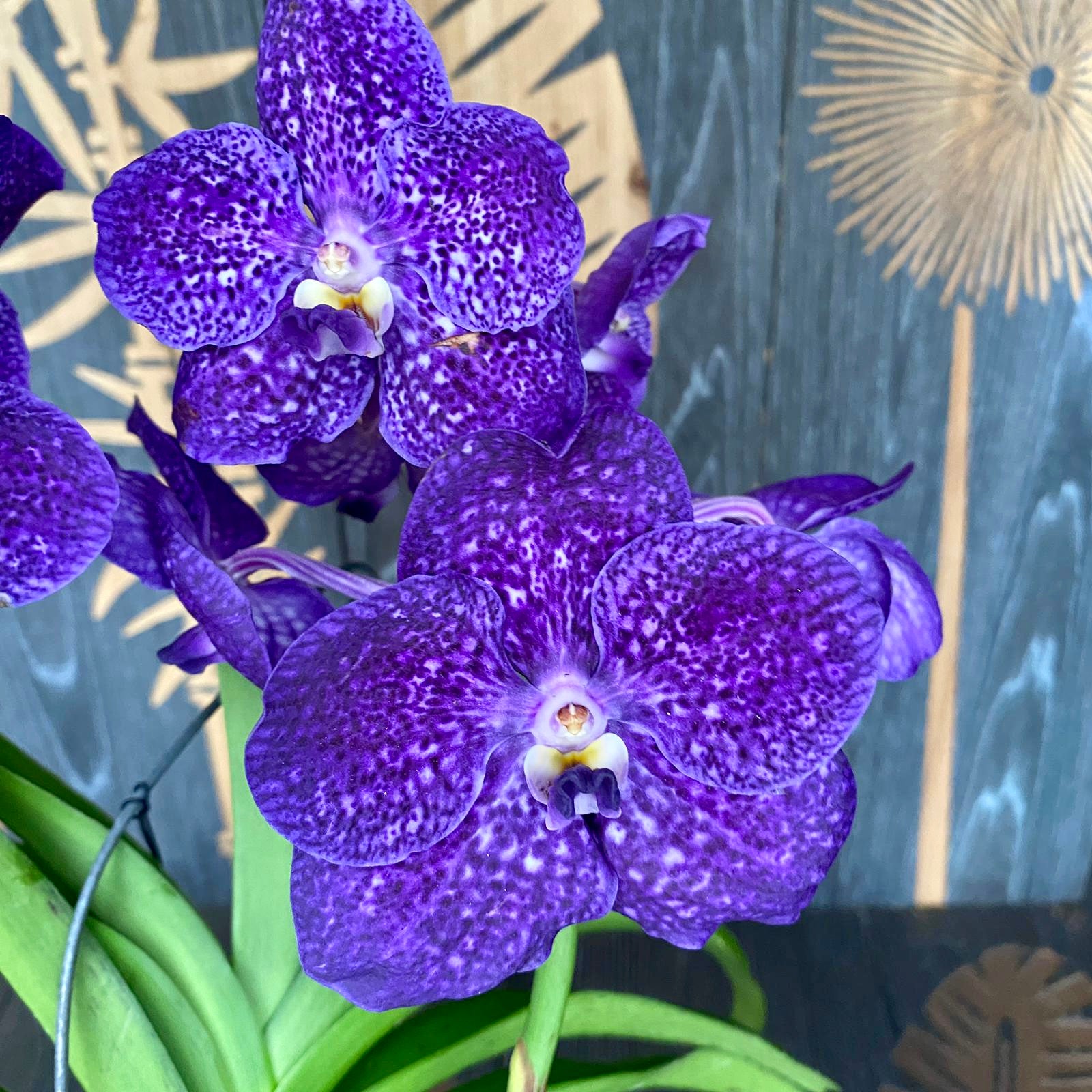 Vanda Tweed Blau XXL 4p (Ansu) - TWEED11