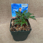 Спектакуларни градински божури - Paeonia lactiflora 'Green Lotus'