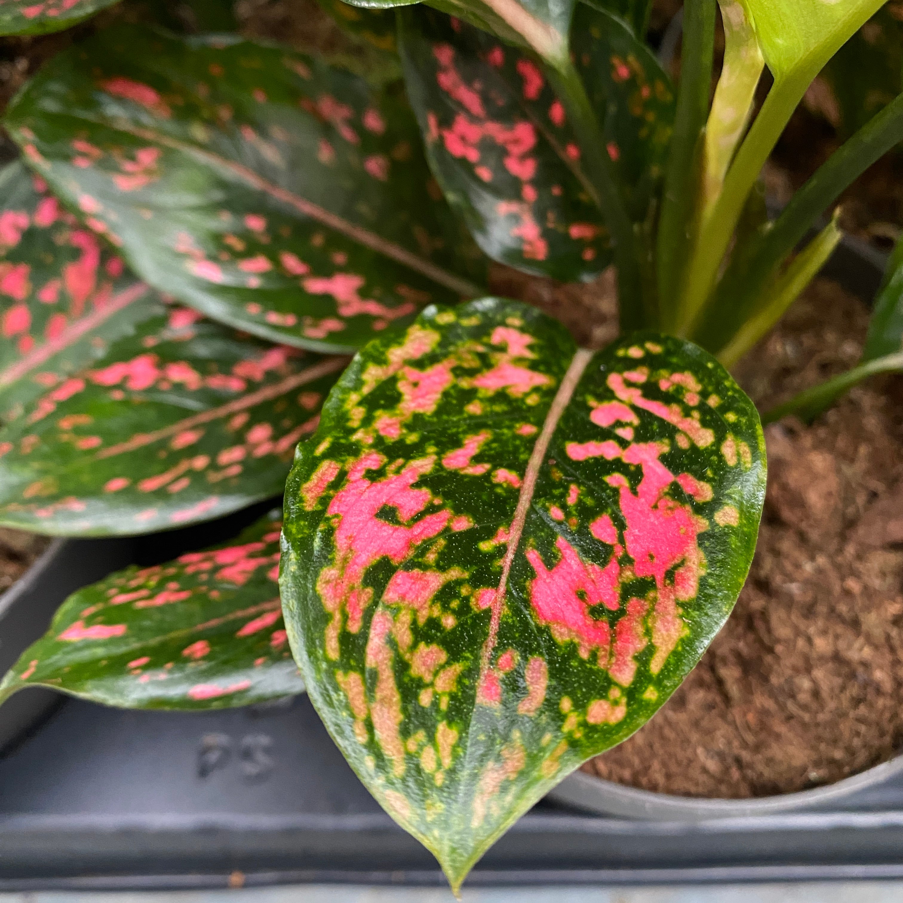 Aglaonema 'Pink Leopard'