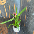 Burrageara Lazio parfumée