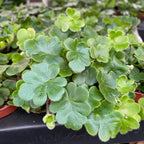 Doryopteris cordata - Antennenfarn (Antenne Farn)