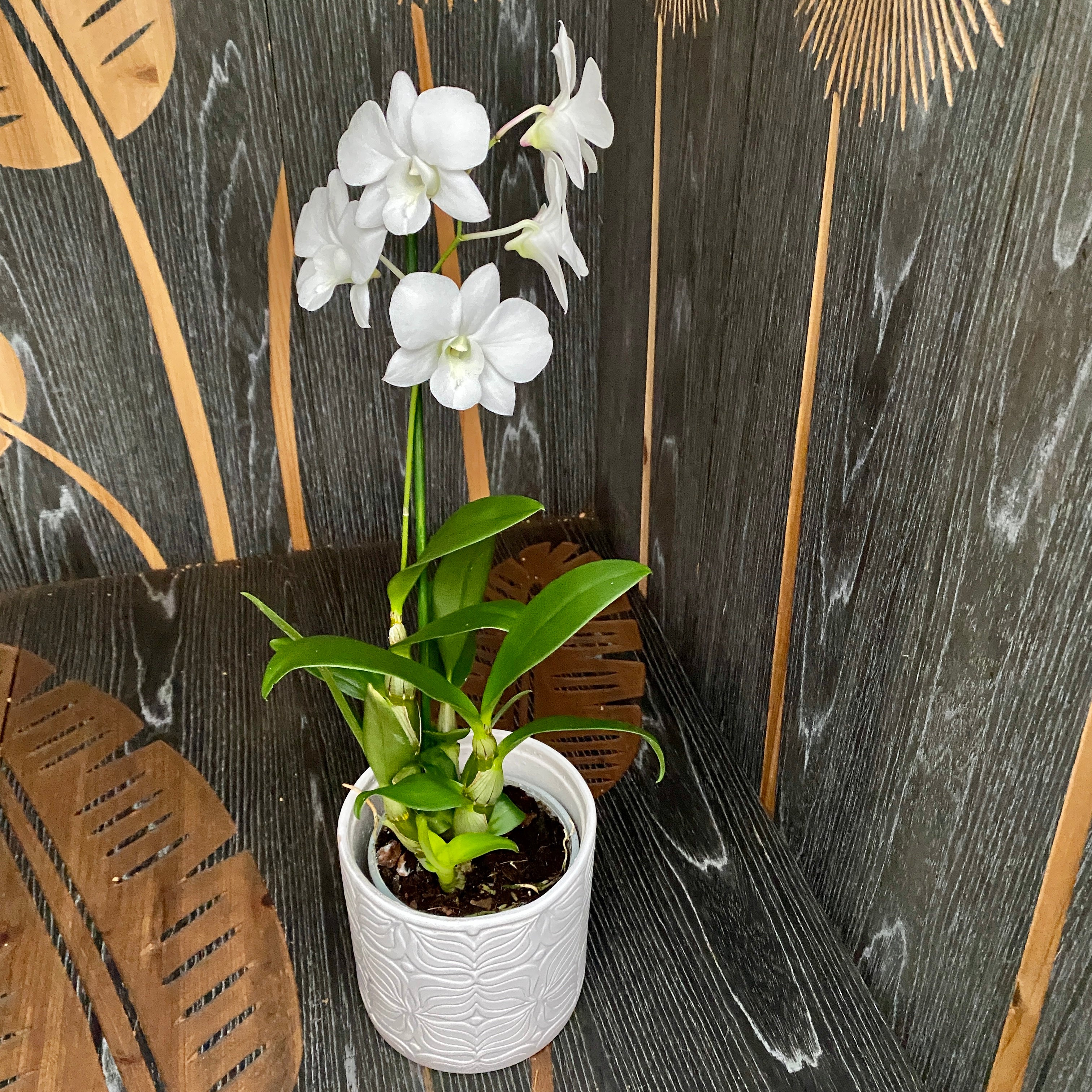 Dendrobium Phalaenopsis Weißes Überraschung