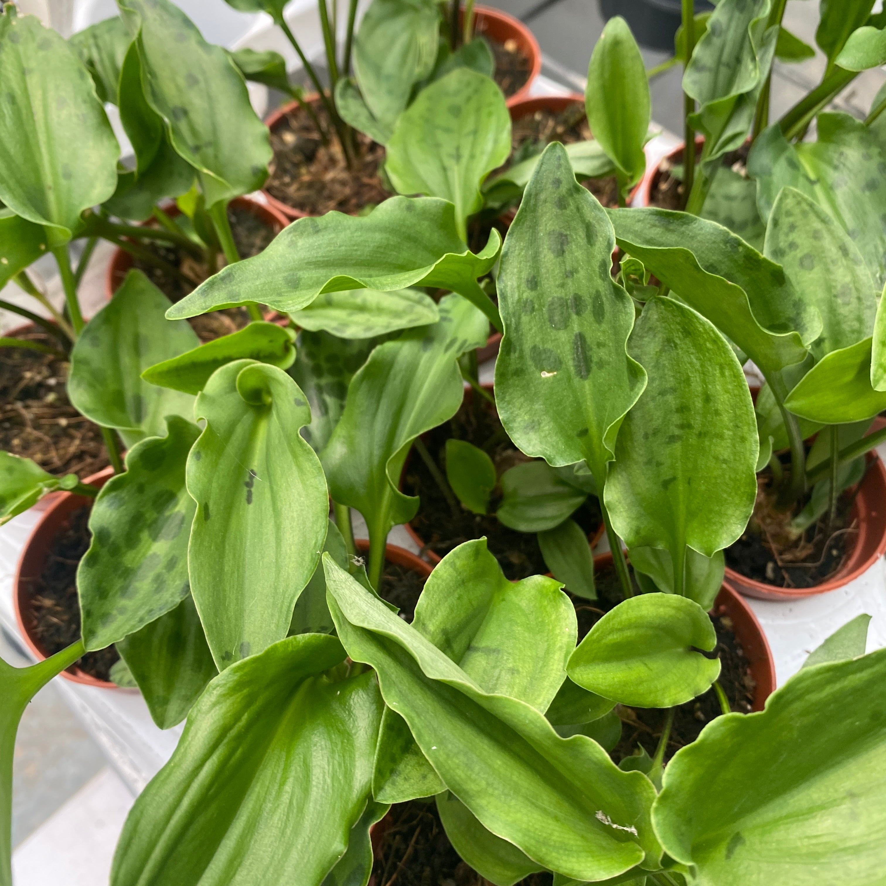 Drimiopsis maculata (Leopard Plant) babyplant