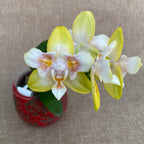Phalaenopsis (Yaphon Perfume × Brother Sala Gold) 'Yaphon ES-1'