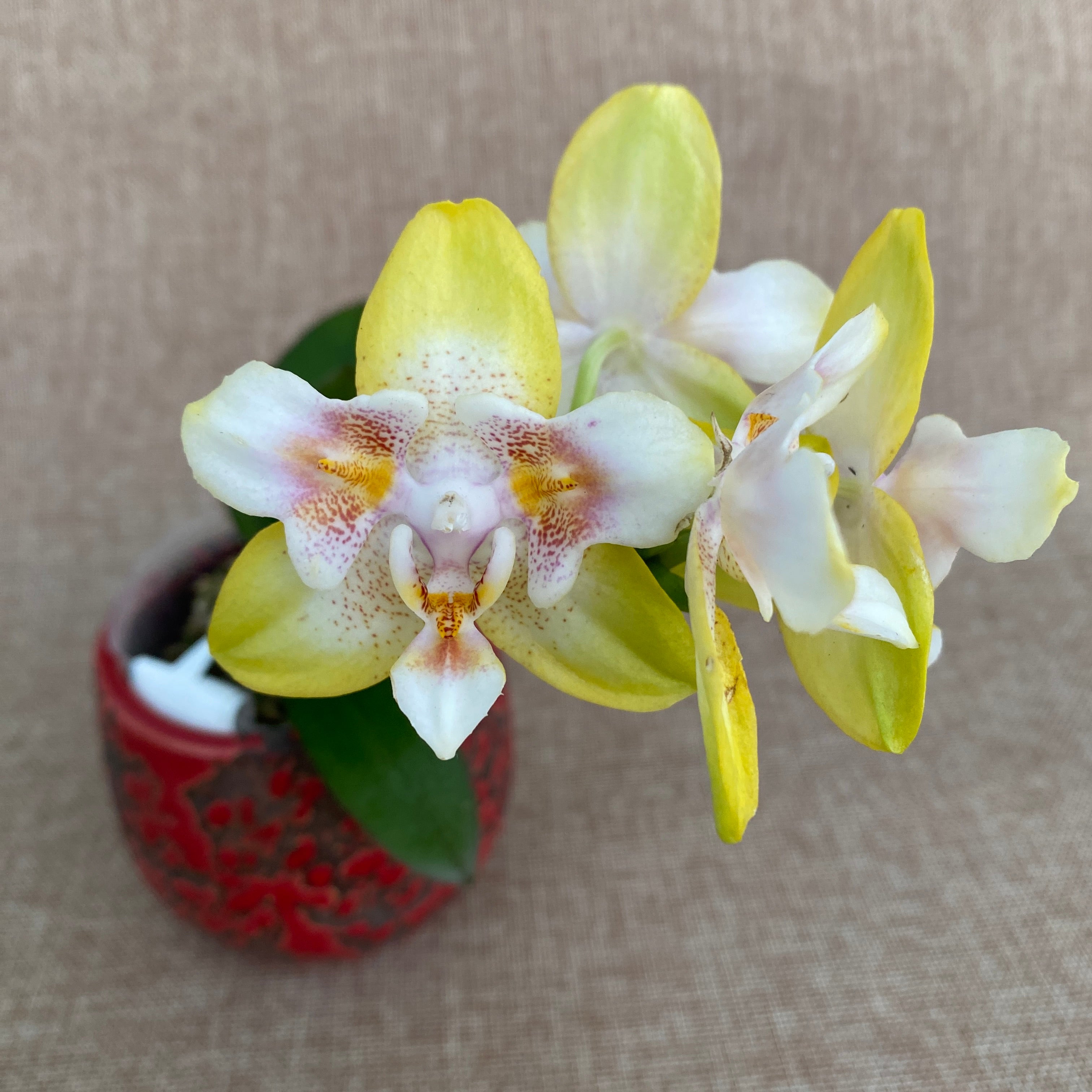 Phalaenopsis (Yaphon Perfume × Brother Sala Gold) 'Yaphon ES-1'