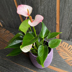 Anthurium 'Lipa Pink'