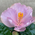 Hibiskus 'Ametist' (2 rastlini/črepniki)