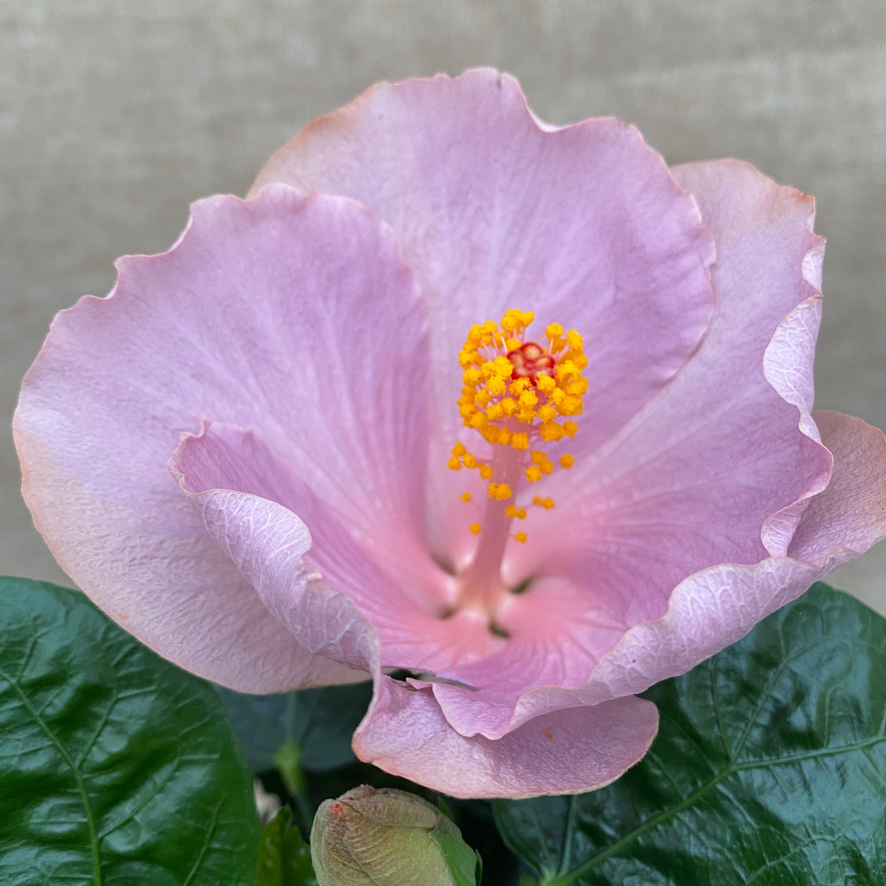 Hibiszkusz 'Ametiszt' (2 növény/cserép)