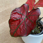 Caladium 'Valentina'