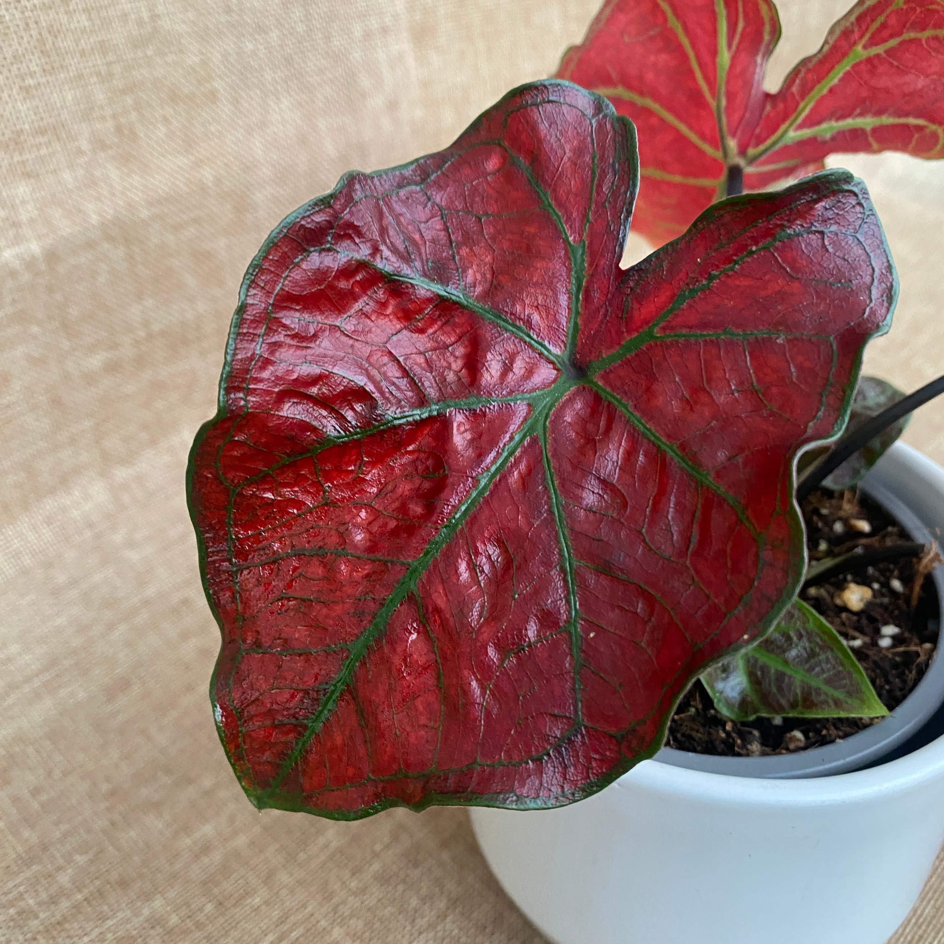 Caladium 'Valentina'