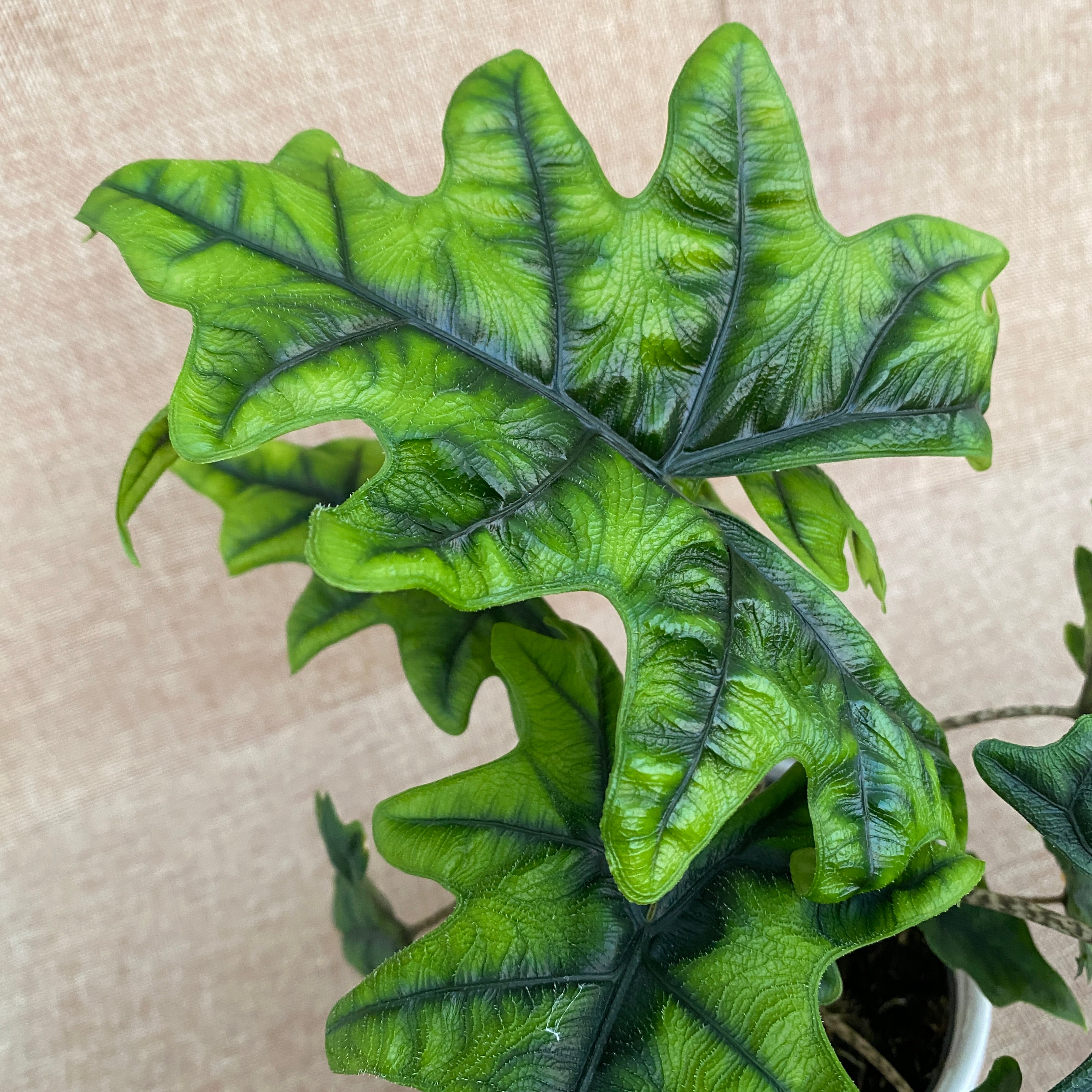 Alocasia 'Jacklyn' (Alocasia Sulawesi, Tandurusa) - varietate rara cu frunzis exotic