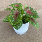 Caladium 'Bleeding Heart’