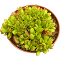 Crassula Radians