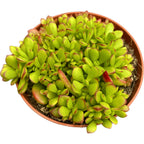 Crassula Radians