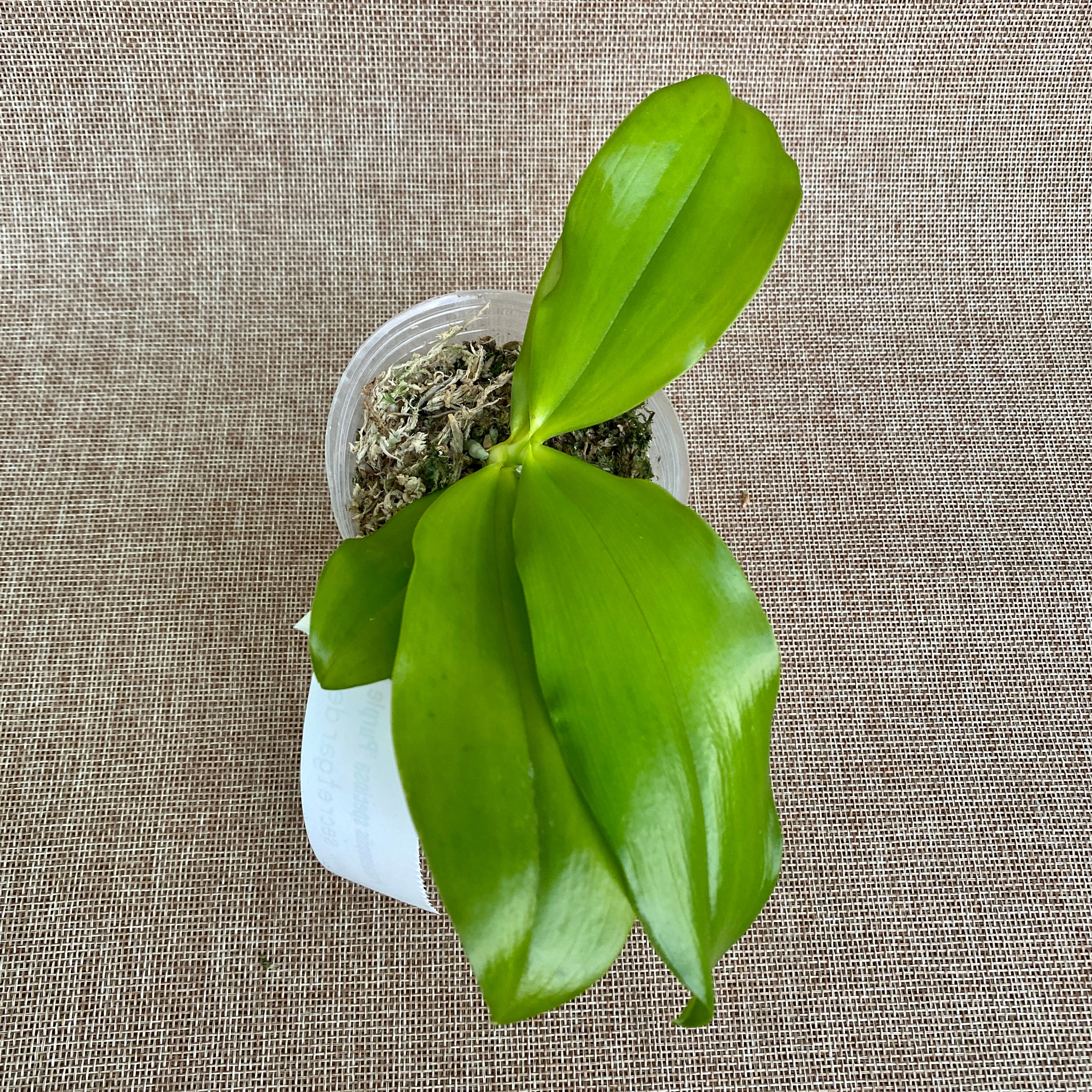 Phalaenopsis speciosa 'Sogno Viola'