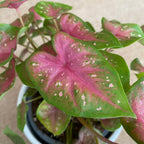 Caladium 'Casey’