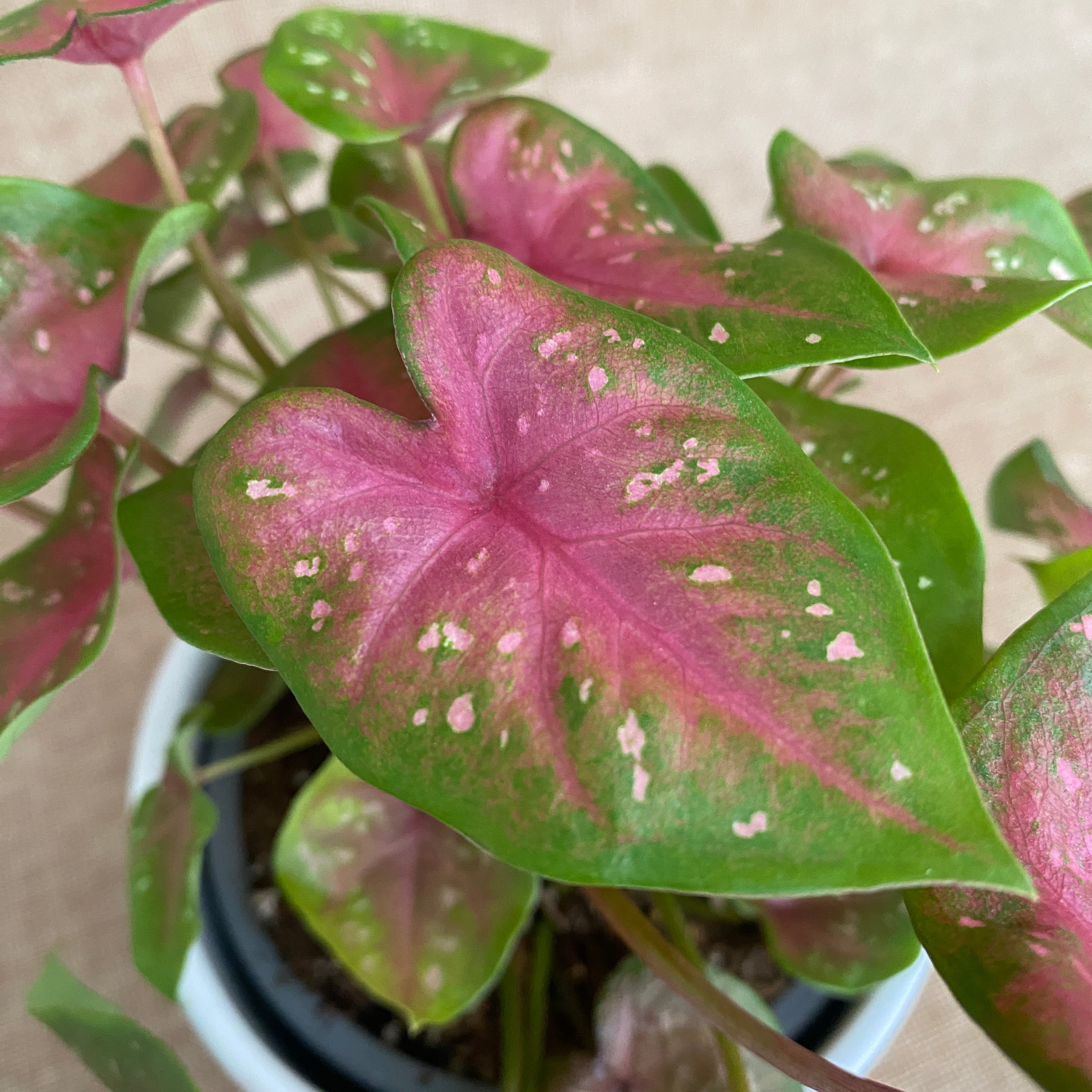 Caladium 'Casey’