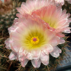 Notocactus x subluteus (submammulosus x roseoluteus)