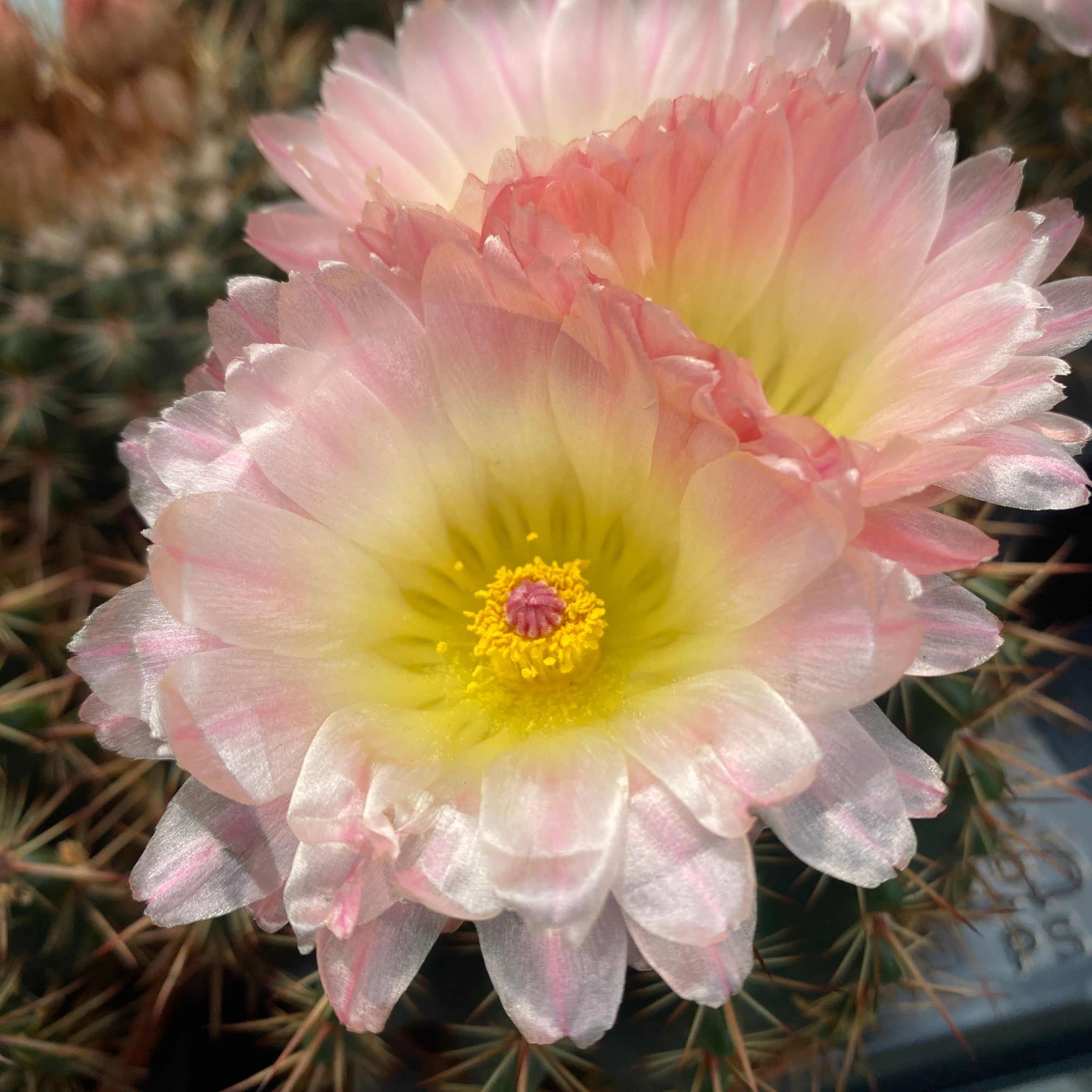 Notocactus x subluteus (submammulosus x roseoluteus)