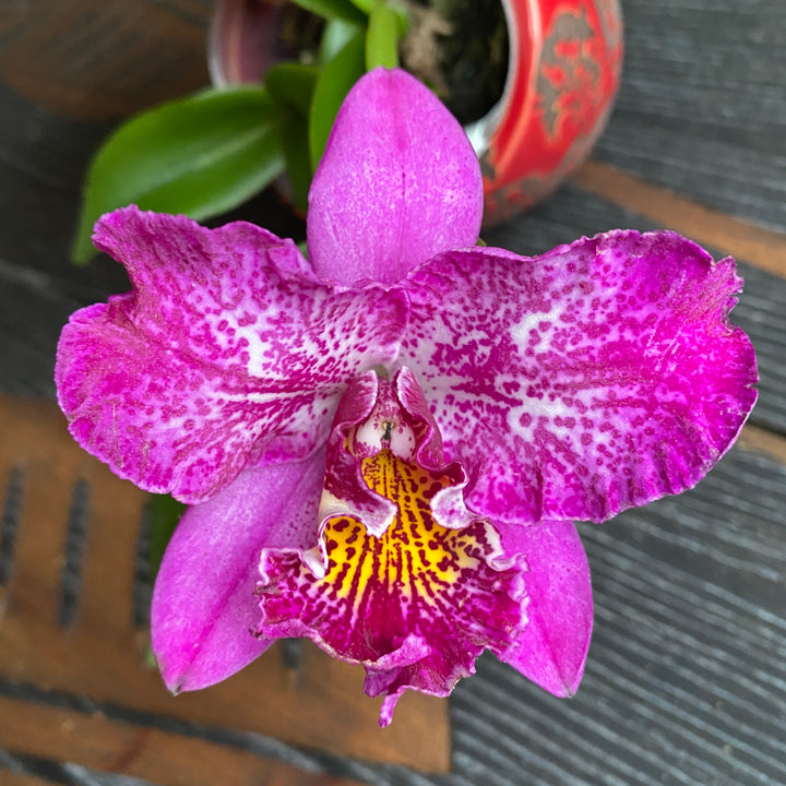 Meloara (Cattleya) Ching Sun Bright Star