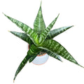 Sansevieria 'Tiger' D5