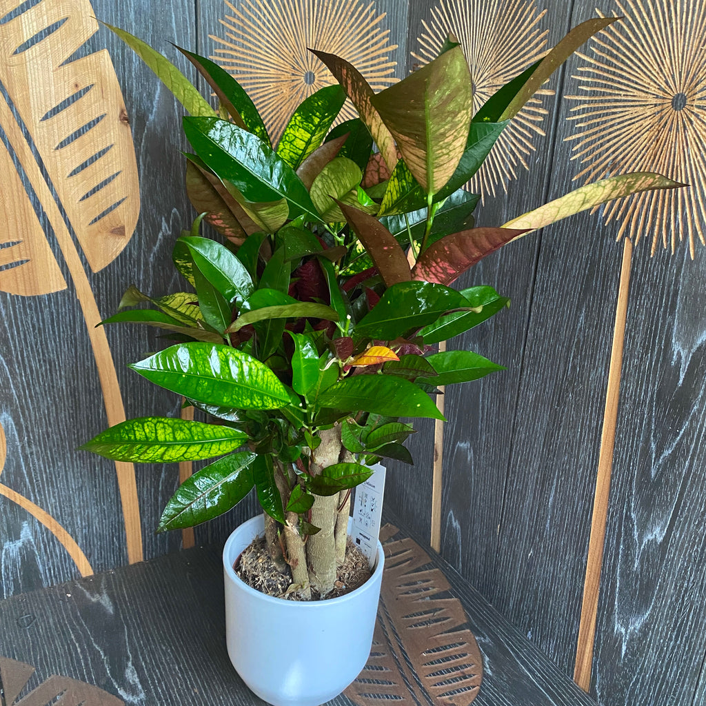 Croton Codiaeum variegatum 'Mrs Iceton'