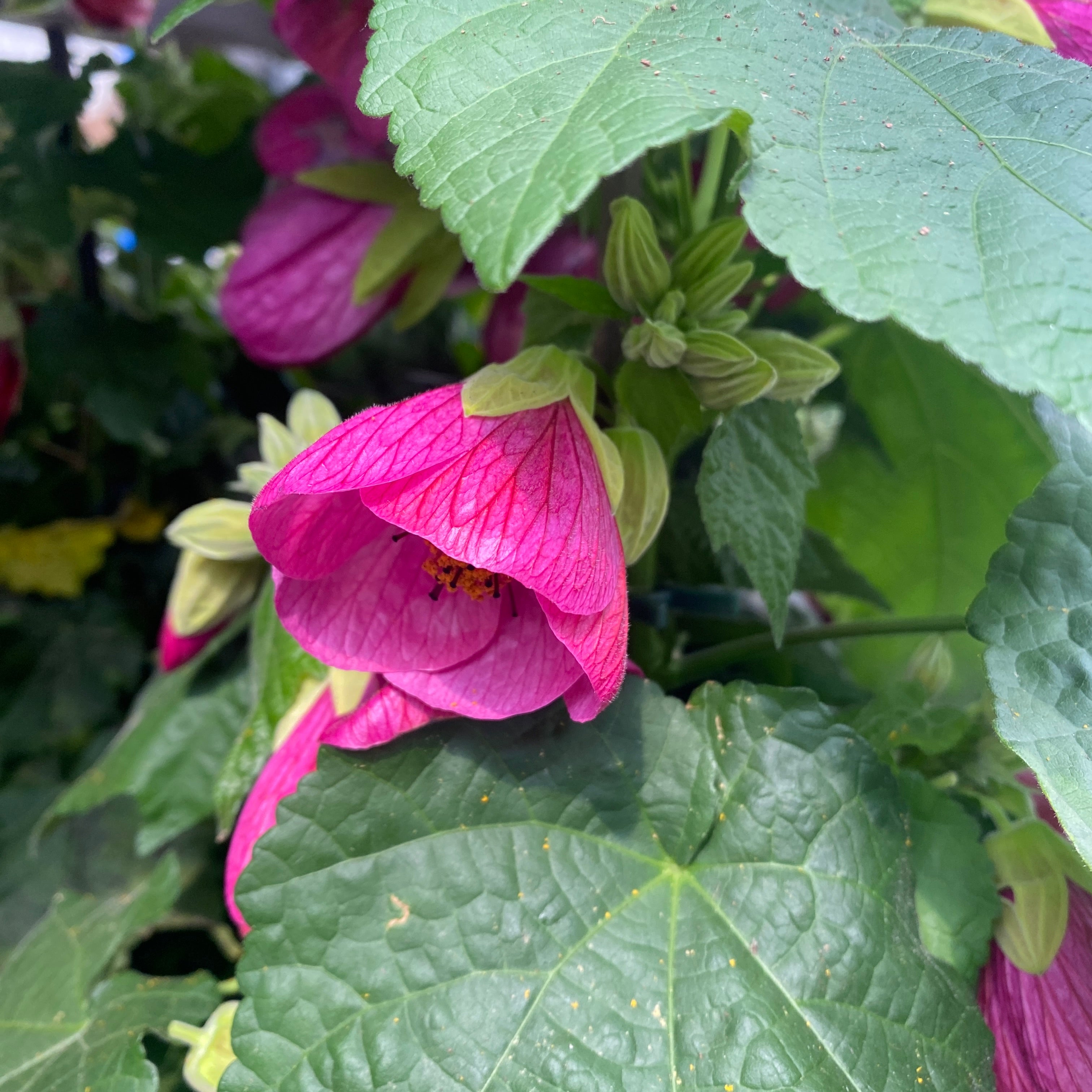 Abutilon 'Pink' (Floarea artar roz)
