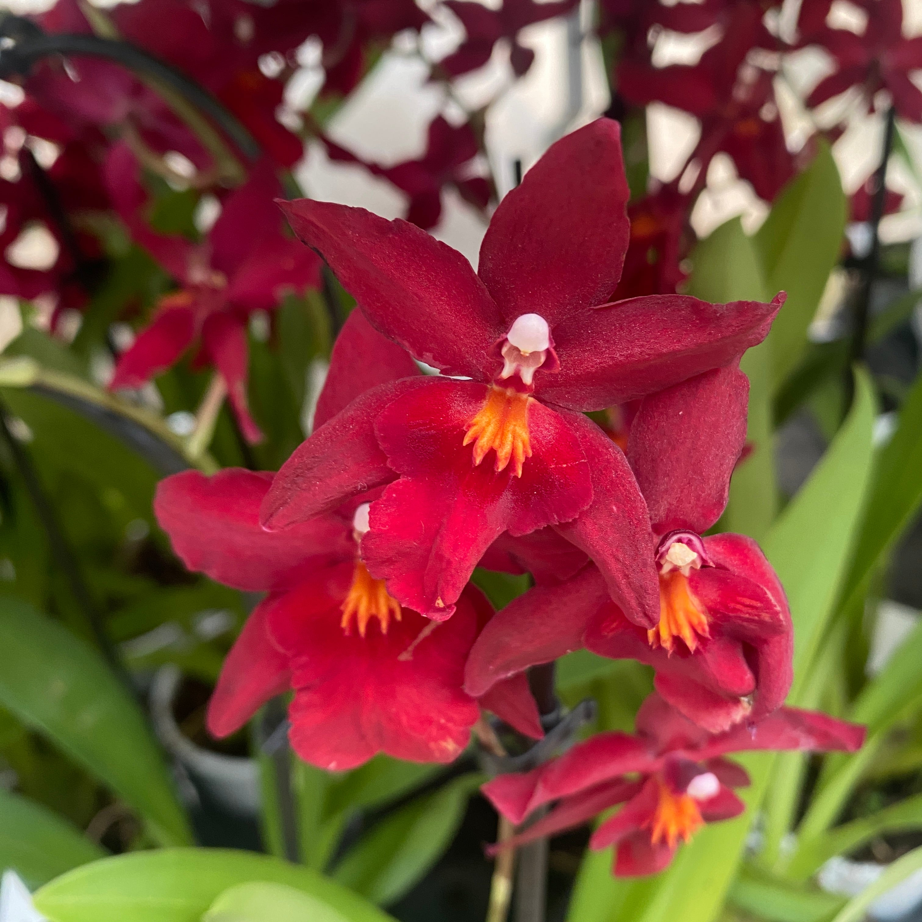 Burrageara Fran's Jewels