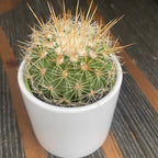 Echinofossulocactus arrigens