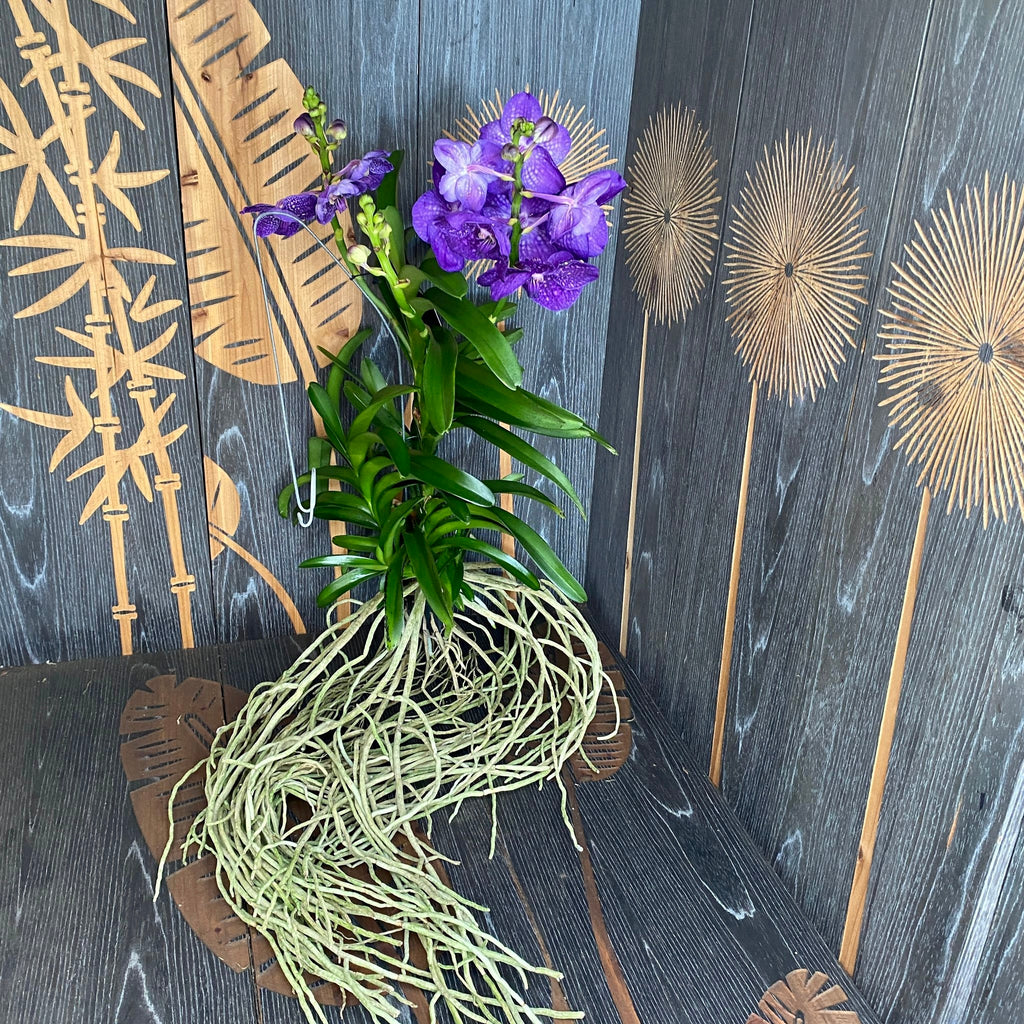 Vanda Tweed Blue XXL 4p (Ansu) - TWEED13