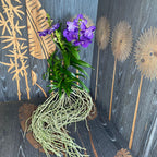 Vanda Tweed Blue XXL 4p (Ansu) - TWEED13