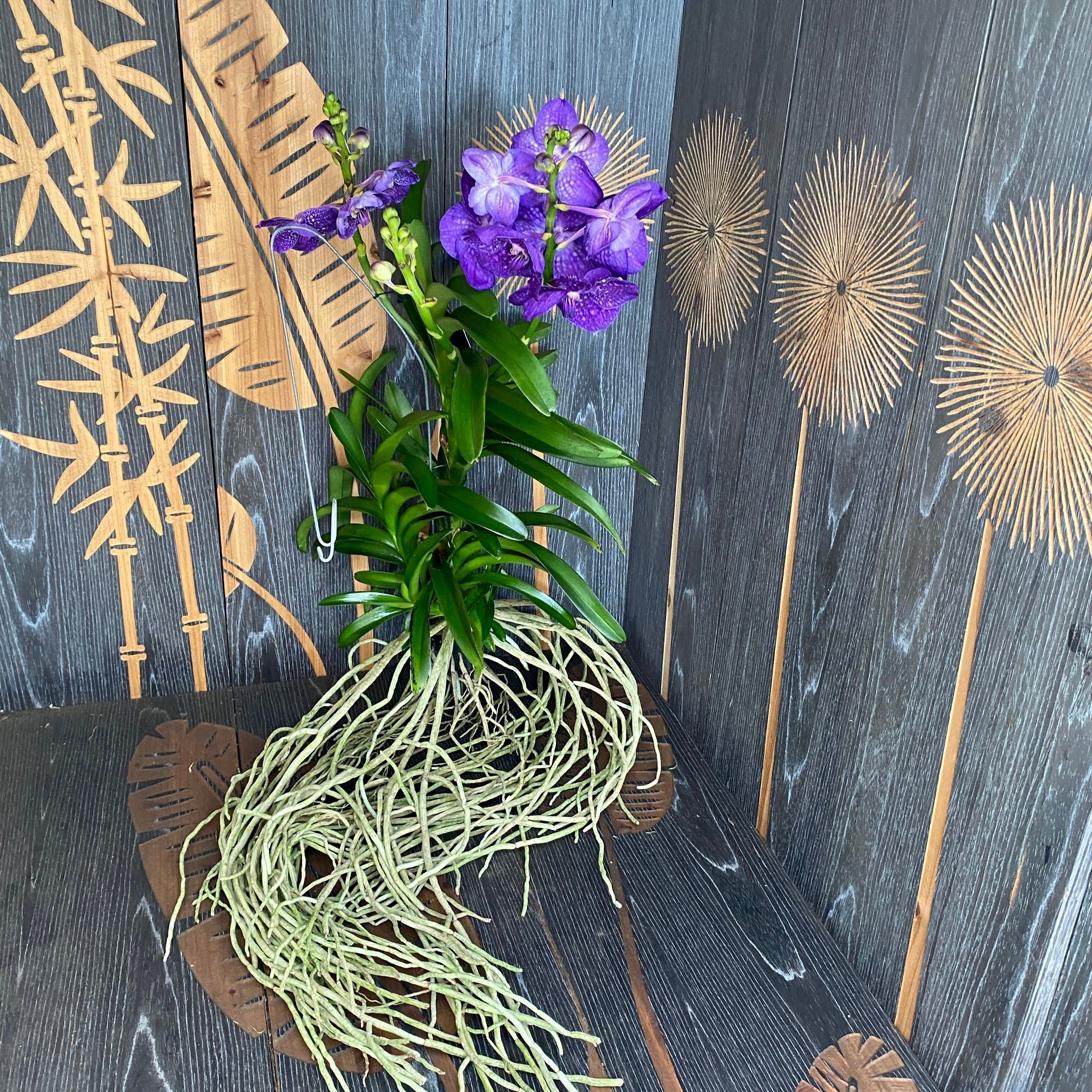 Vanda Tweed Blau XXL 4p (Ansu) - TWEED13