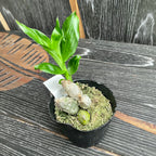 Catasetum pileatum var. alba