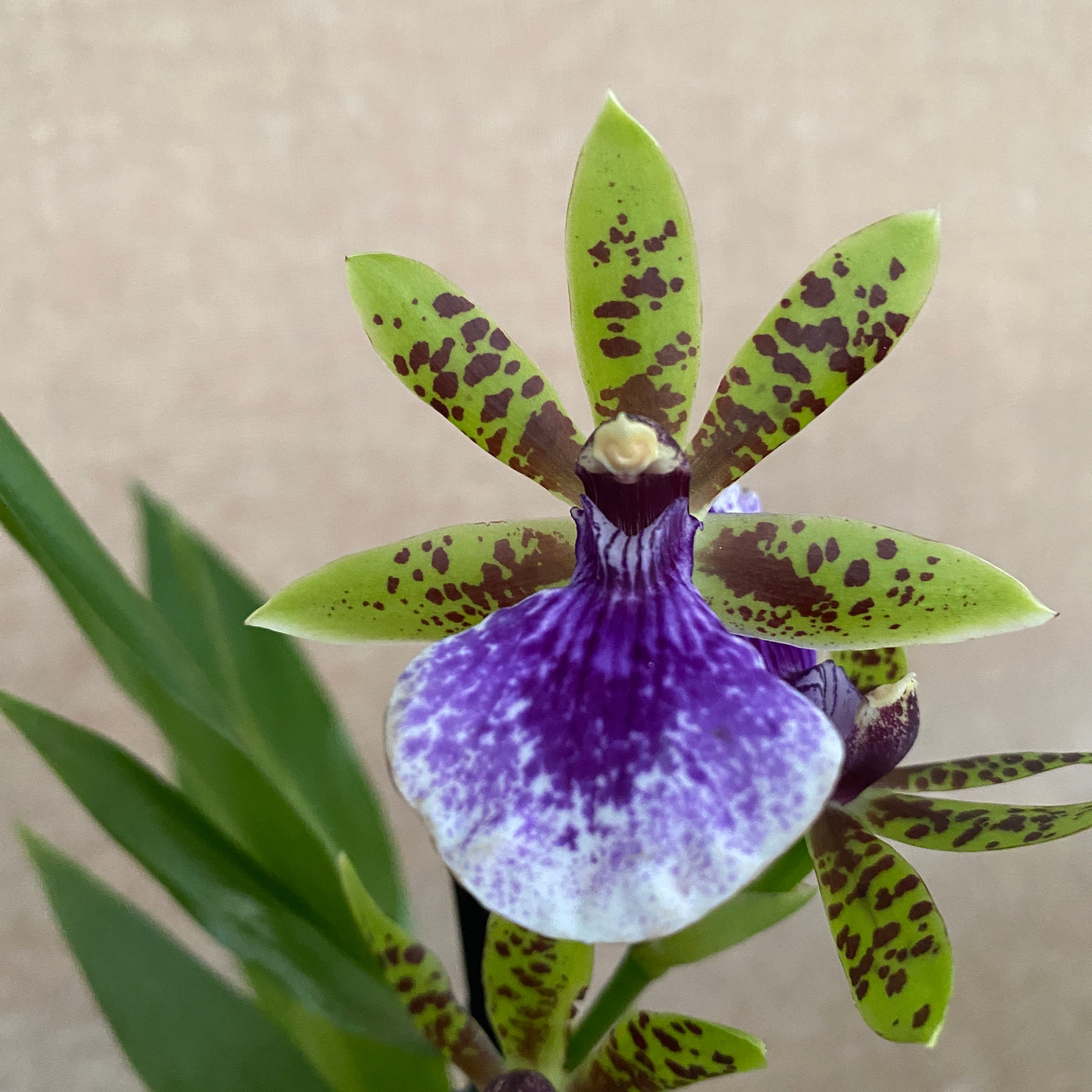 Zygopetalum maculatum - intensiv duftend