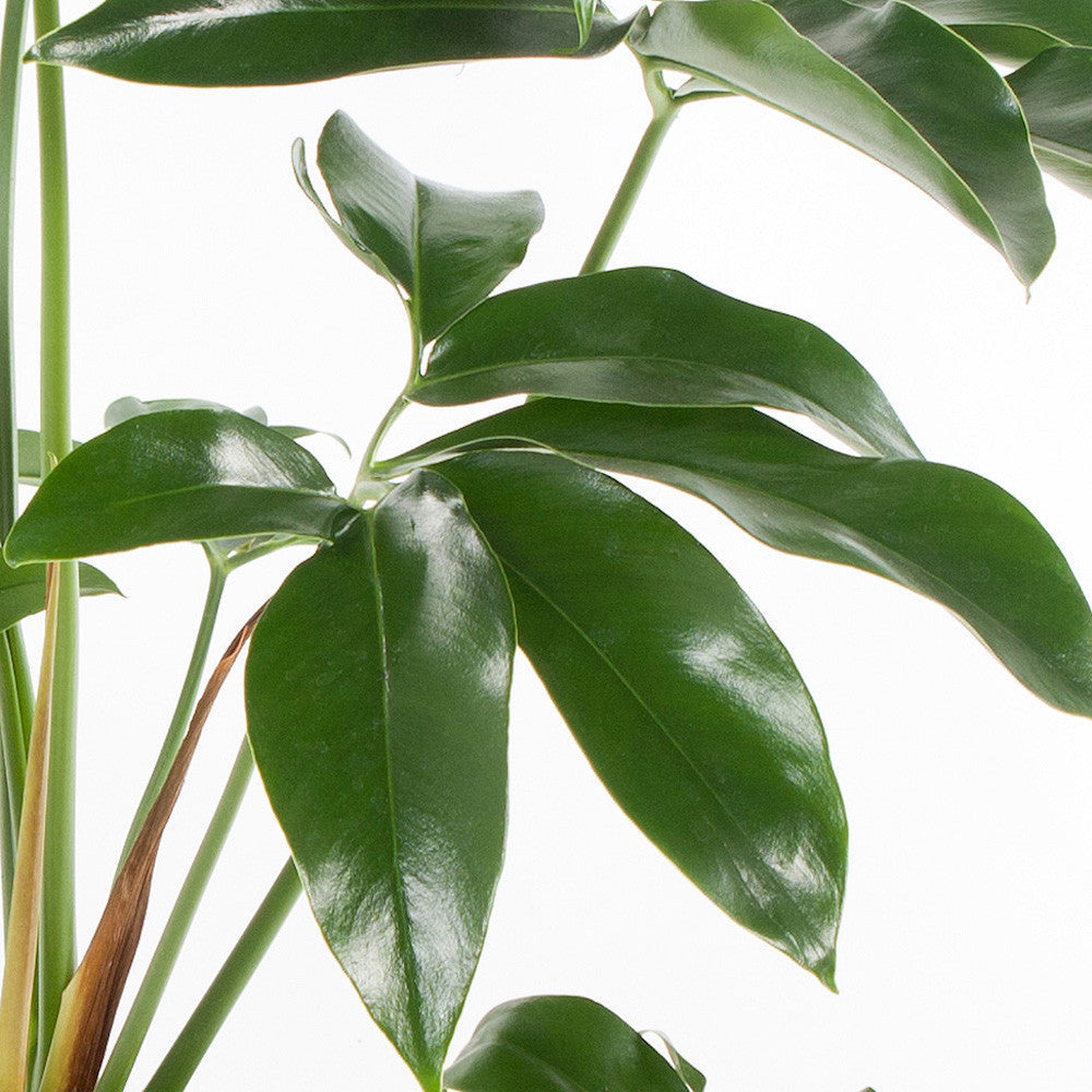 Philodendron goeldii 'Fun Bun' (Thaumatophyllum spruceanum) D12